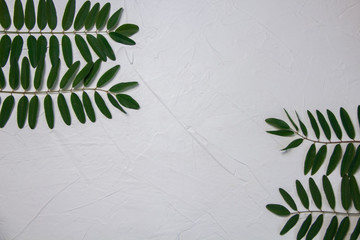 white background with green leaves of acacia