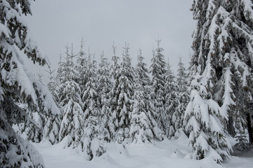 Christmas background with snowy fir trees