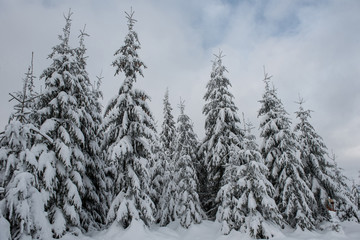 Winter trees covered with fresh snow