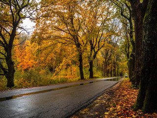 Fototapeta premium Road in the autumn forest in rain. Asphalt road in overcast rainy day. Roadway with trees in kaliningrad region. Empty highway in fall woodland.