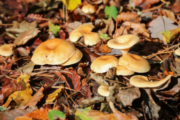 Wald
