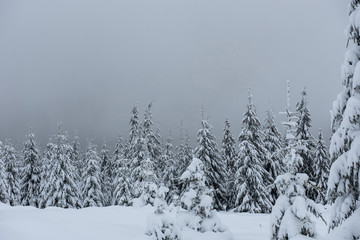 Fairy winter landscape with fir trees