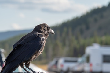 crow or raven perched on vehicle in the park
