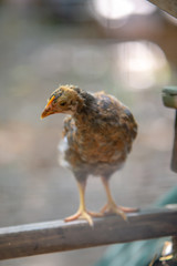 tiny baby chicken in hen house