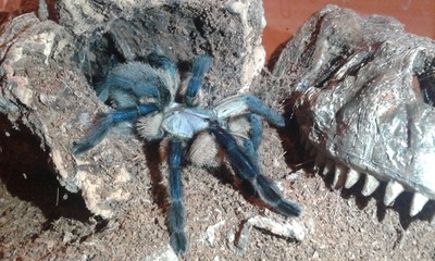 Monocentropus Balfouri