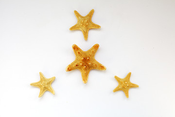 Starfish on a white background close-up