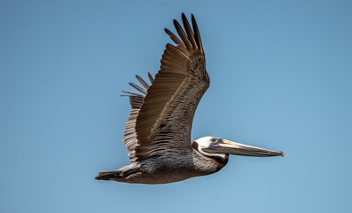 Pelican bird in flight over ocean under blue sky