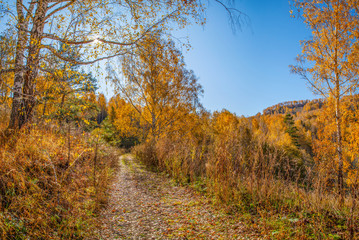 Rural autumn road. View against the sun.