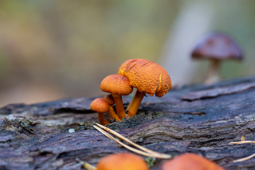 Mushrooms with a macro lens outdoors. Colourful and natural ingredients in the forest.