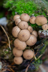Mushrooms with a macro lens outdoors. Colourful and natural ingredients in the forest.