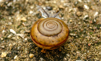 Close Up Snail