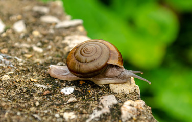 Close Up Snail