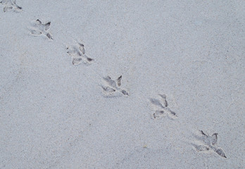 Bird Footprint