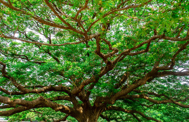 Monkey Pod Tree