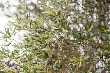 Olive Trees with Fruit Growing in Sicily