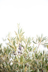 Close up of Olive Trees Growing in Grove