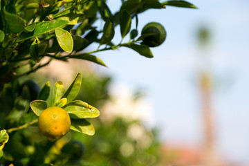 Tangerine trees with unripe fruits and green leaves