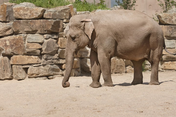 Naklejka premium Adult African Elephant in a zoo
