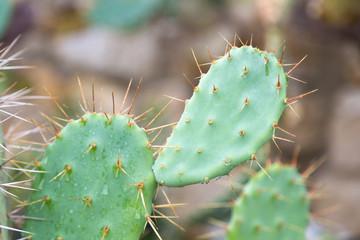 A green cactus plant with many spikes