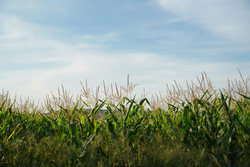 Cornfield with beautiful blue sky and clouds.