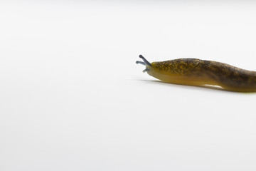 Young cellar slug Limacus flavus isolated on white background.