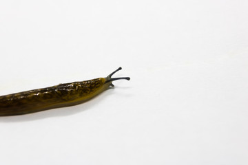 Young cellar slug Limacus flavus isolated on white background.