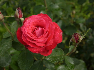 Цветок роза с бутонами красная