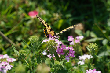 Eastern Swallowtail Butterfly feeding a Verbeana flowers in a flower garden.