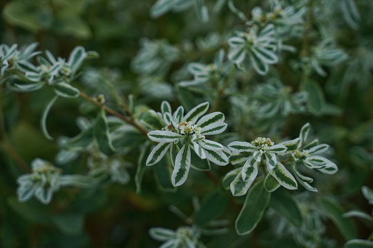 Euphorbia plant growing in a flower garden.