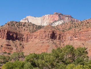Fototapeta premium Trees dot the highest elevations in Zion National Park