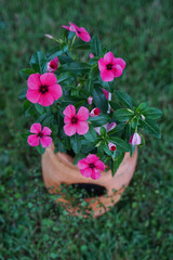 Pink Vinca flowers in a terra cotta planter.