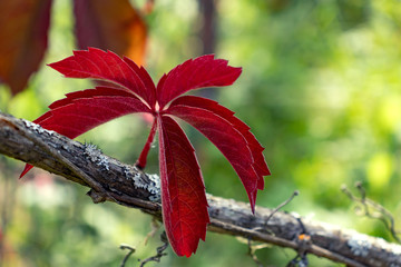 Red autumn leaf of virginia creeper on a background of greenery