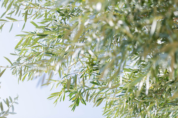 Close Up of Olives Growing on Trees on Summer