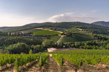 Hills With Vineyards in Chianti, Tuscany