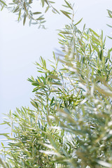 Close Up of Olives Growing on Trees on Summer