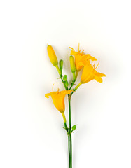 yellow flowers Daylily on a white background