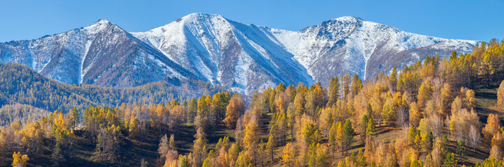 Panoramic view of autumn nature. Snow-capped peaks and autumn forest.