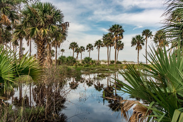 Fototapeta na wymiar reflections of palm trees on hunting island south carolina