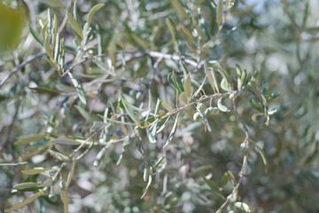 Close Up of Olives Growing on Trees on Summer