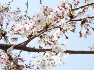 Obraz premium sakura