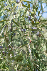 Close Up of Olives Growing on Trees on Summer