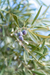Close Up of Olives Growing on Trees on Summer