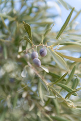 Close Up of Olives Growing on Trees on Summer