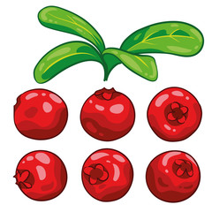 Cranberry cranberries with leaves isolated on white background. Berry branch cranberries. Hand drawn vector illustration. 