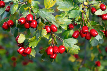Obraz premium Bunches of ripe red berries of hawthorn, close up