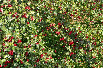 Bunches of ripe red berries of hawthorn, close up