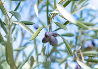 Close Up of Olives Growing on Trees on Summer