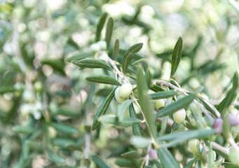 Close Up of Olives Growing on Trees on Summer