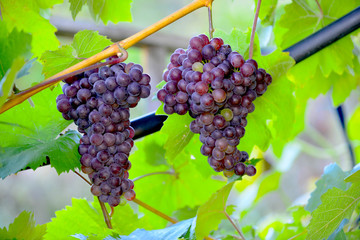 october morning shot of a ripe grapes in wineyard