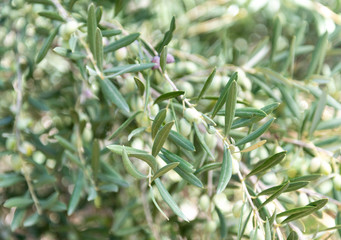 Close Up of Olives Growing on Trees on Summer